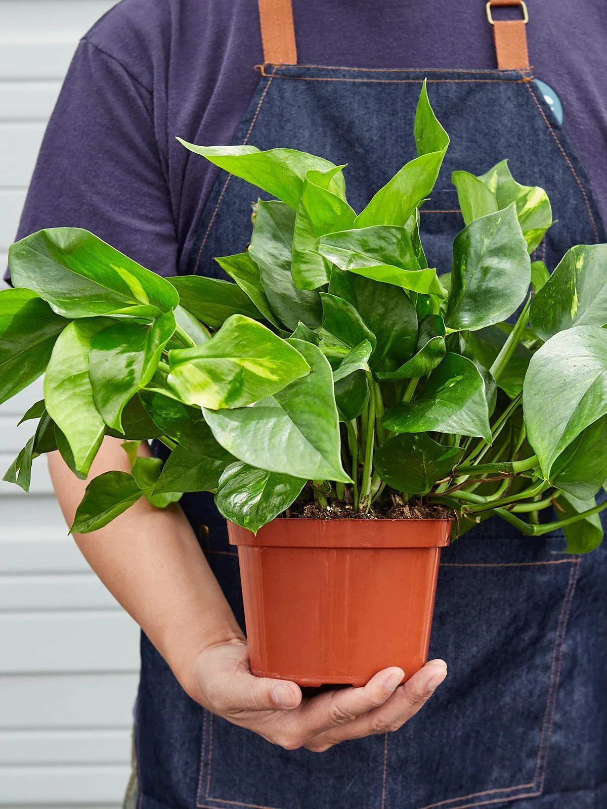 Pothos 