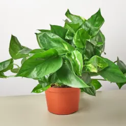 Pothos 'Golden' — additional view