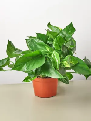 Pothos 'Golden' — additional view