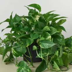 Pothos 'Golden' — additional view