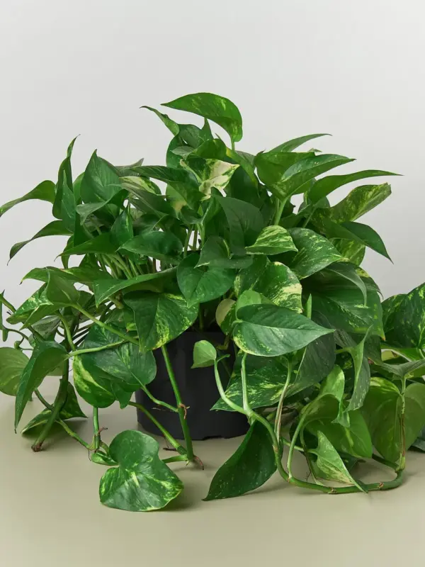 Pothos 'Golden' — additional view