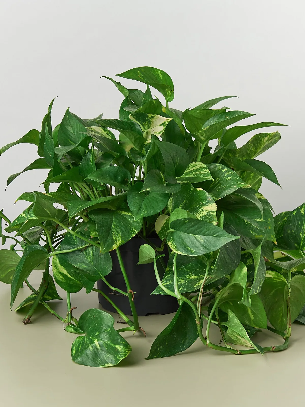 Pothos 