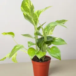 Pothos 'Golden' — additional view