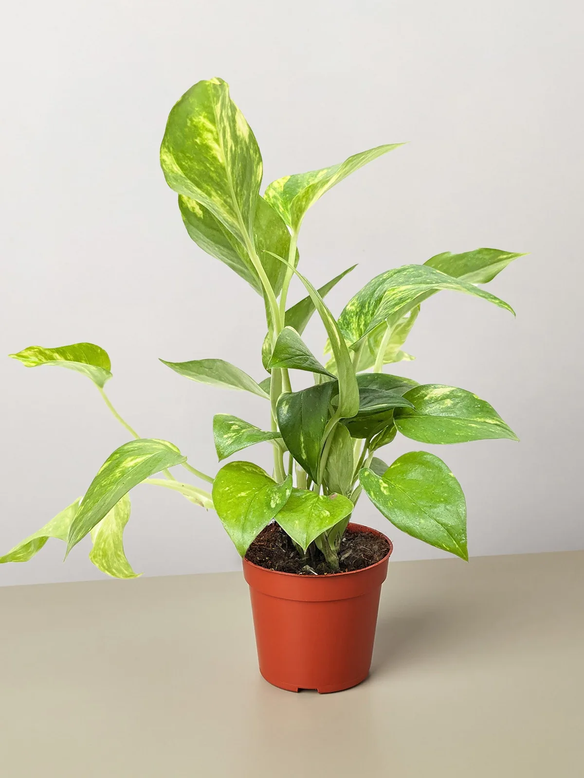 Pothos 