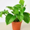 Pothos 'Green Queen' houseplant
