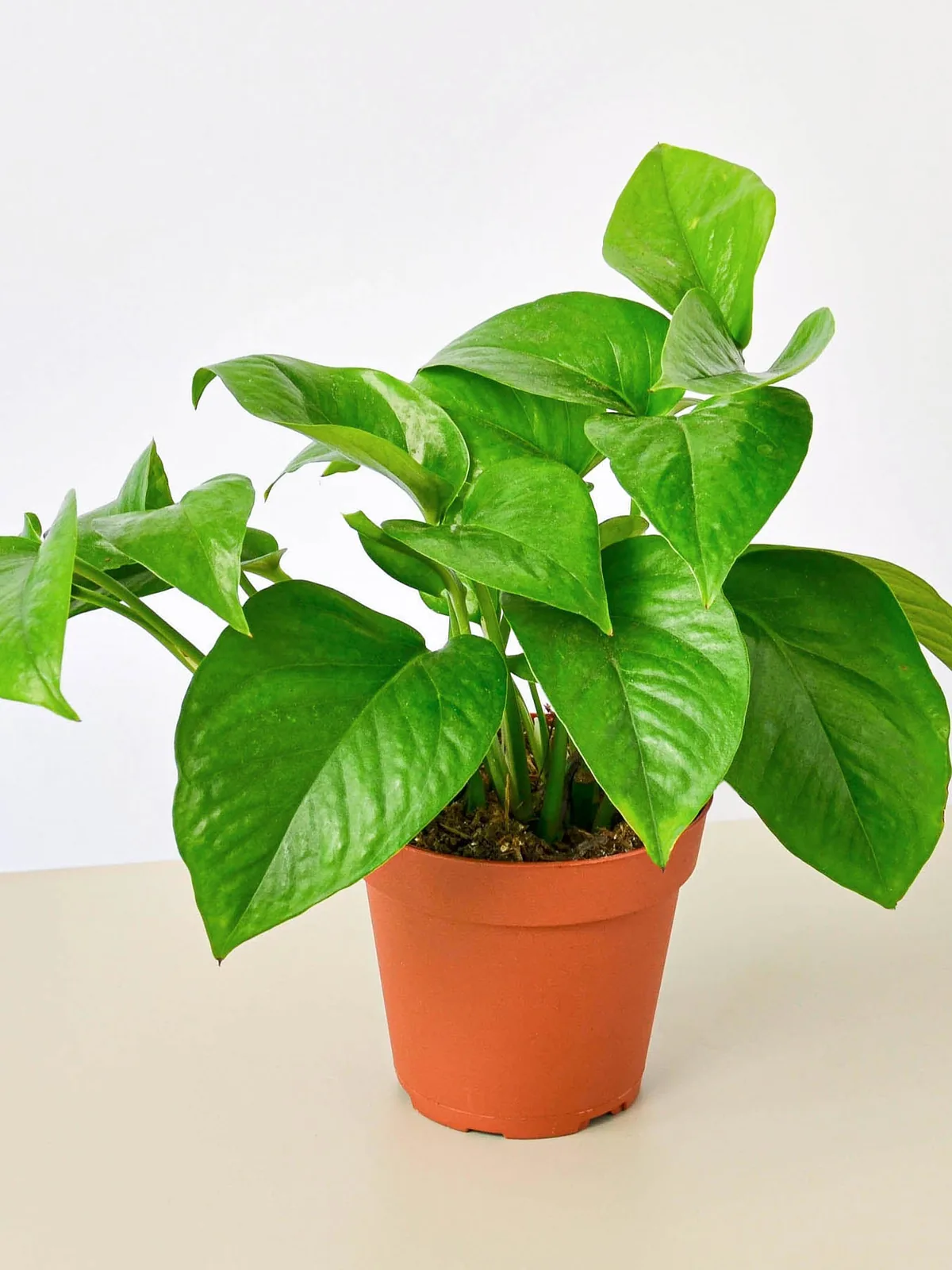 Pothos 