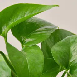 Pothos 'Green Queen' — leaf detail close-up