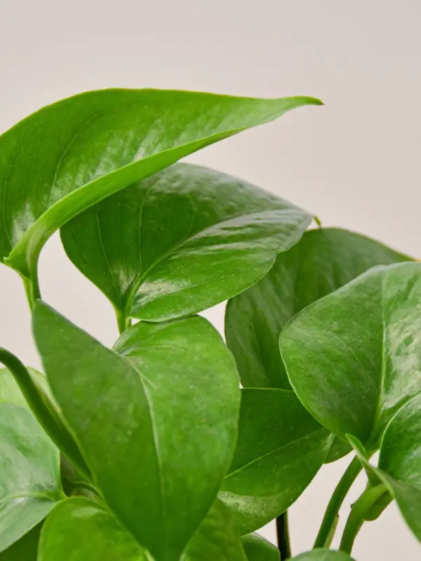 Pothos 'Green Queen' — leaf detail close-up