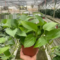 Pothos 'Green Queen' — additional view