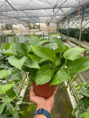 Pothos 'Green Queen' — additional view