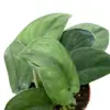 Pothos Jade Satin houseplant