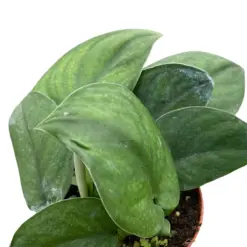 Pothos Jade Satin houseplant