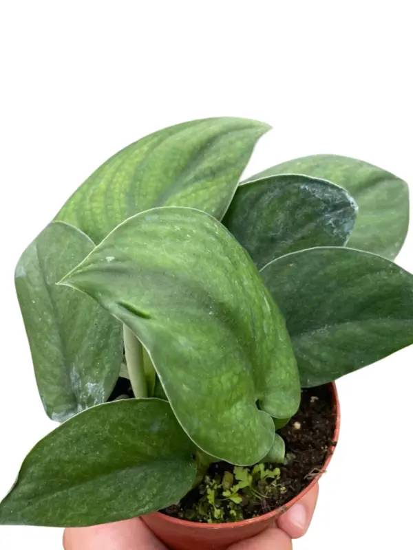 Pothos Jade Satin houseplant