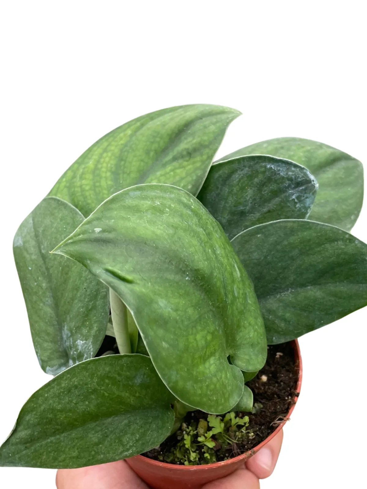 Pothos Jade Satin houseplant