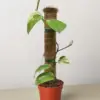 Pothos Jade Satin Albo houseplant