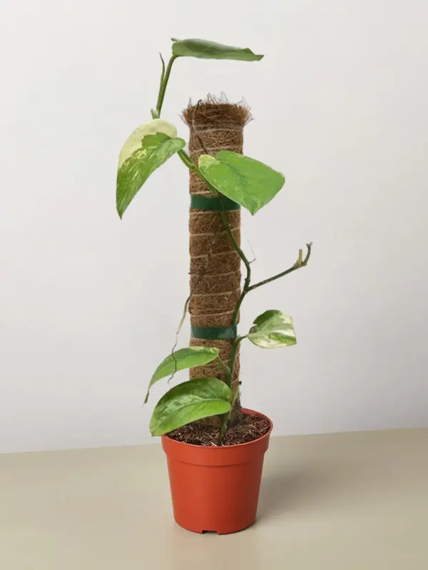 Pothos Jade Satin Albo houseplant