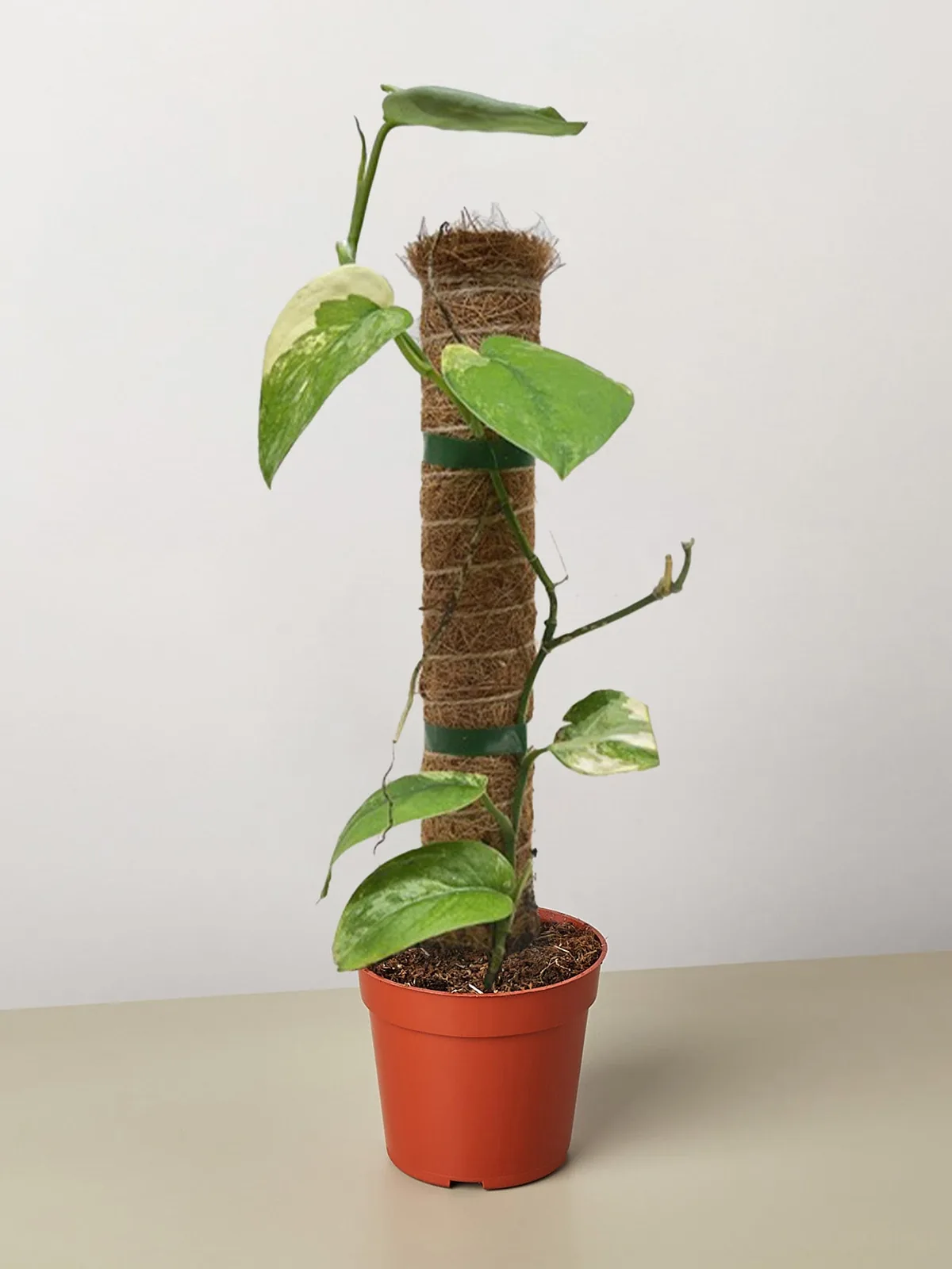 Pothos Jade Satin Albo houseplant