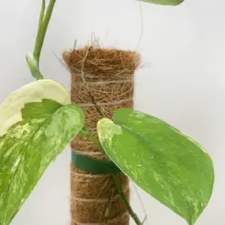 Pothos Jade Satin Albo — additional view