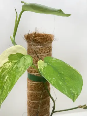Pothos Jade Satin Albo — additional view