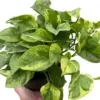 Pothos 'Lemon Meringue' houseplant