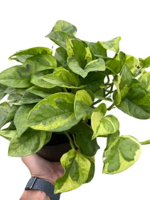 Pothos 'Lemon Meringue' houseplant