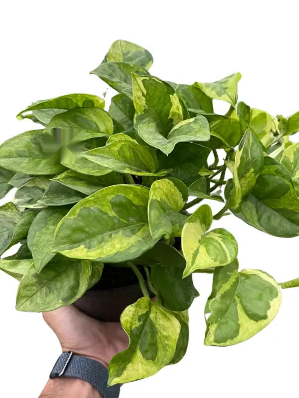 Pothos 'Lemon Meringue' houseplant