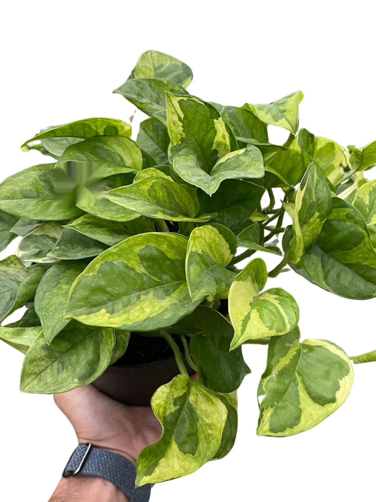 Pothos 