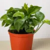 Pothos 'Lemon Top' houseplant