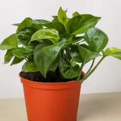 Pothos 'Lemon Top' houseplant