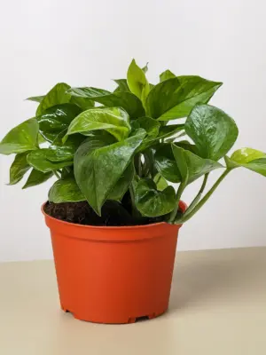 Pothos 'Lemon Top' houseplant