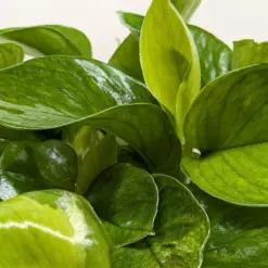 Pothos 'Lemon Top' — additional view