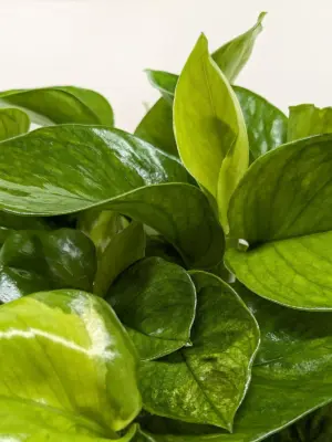 Pothos 'Lemon Top' — additional view