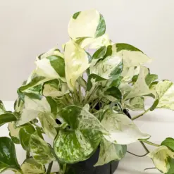 Pothos 'Manjula' houseplant