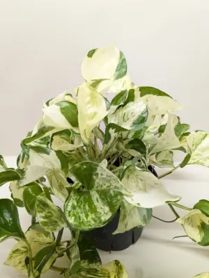 Pothos 'Manjula' houseplant