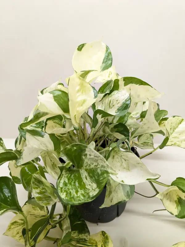 Pothos 'Manjula' houseplant