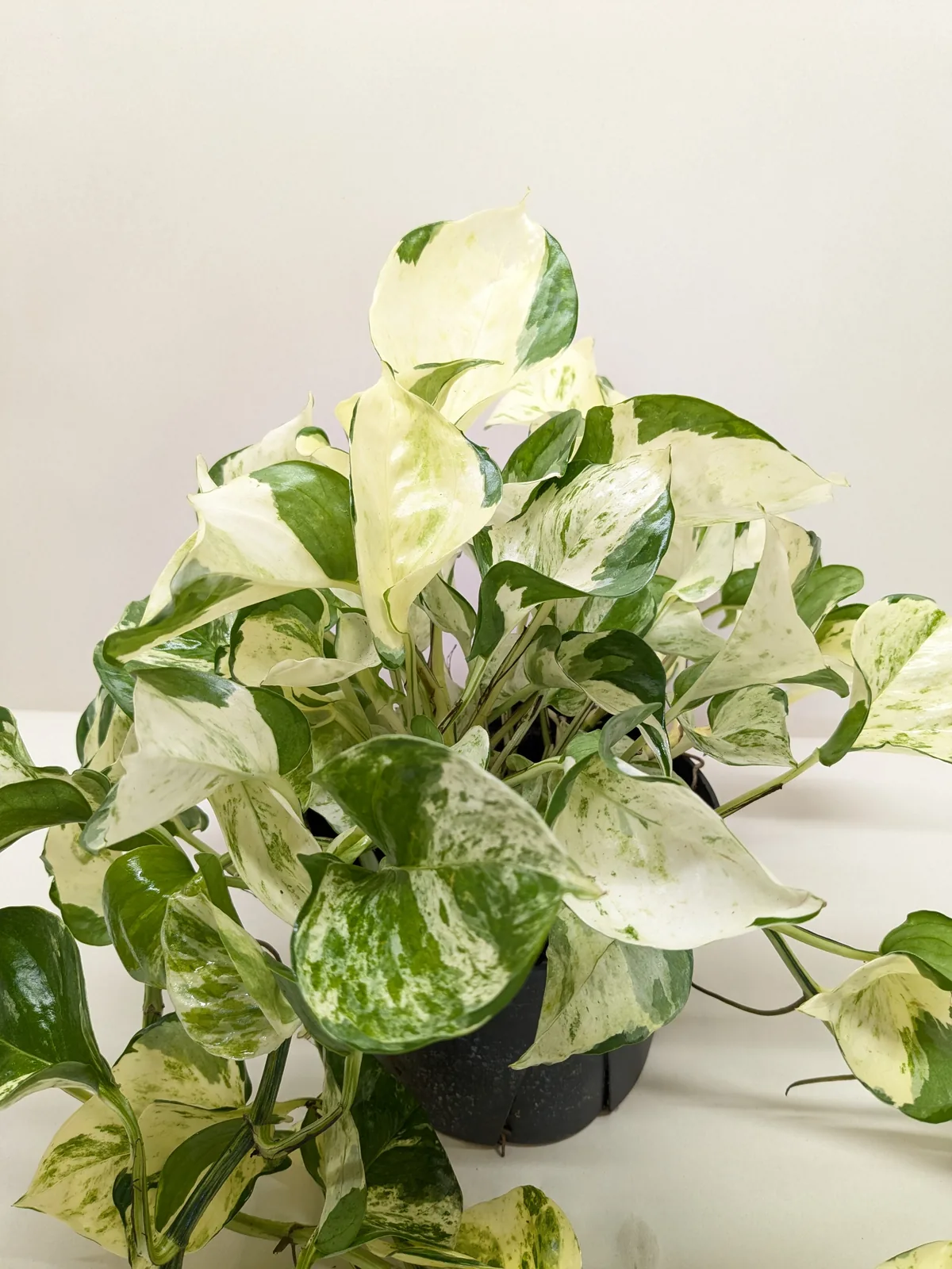 Pothos 