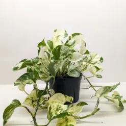 Pothos 'Manjula' — additional view