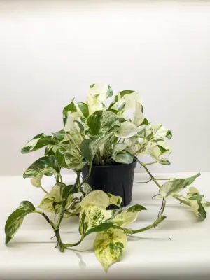 Pothos 'Manjula' — additional view