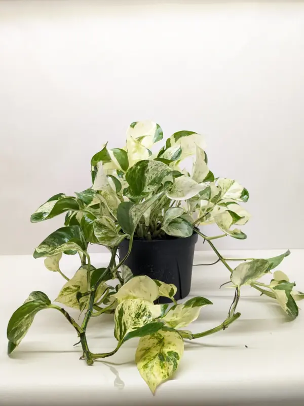 Pothos 'Manjula' — additional view