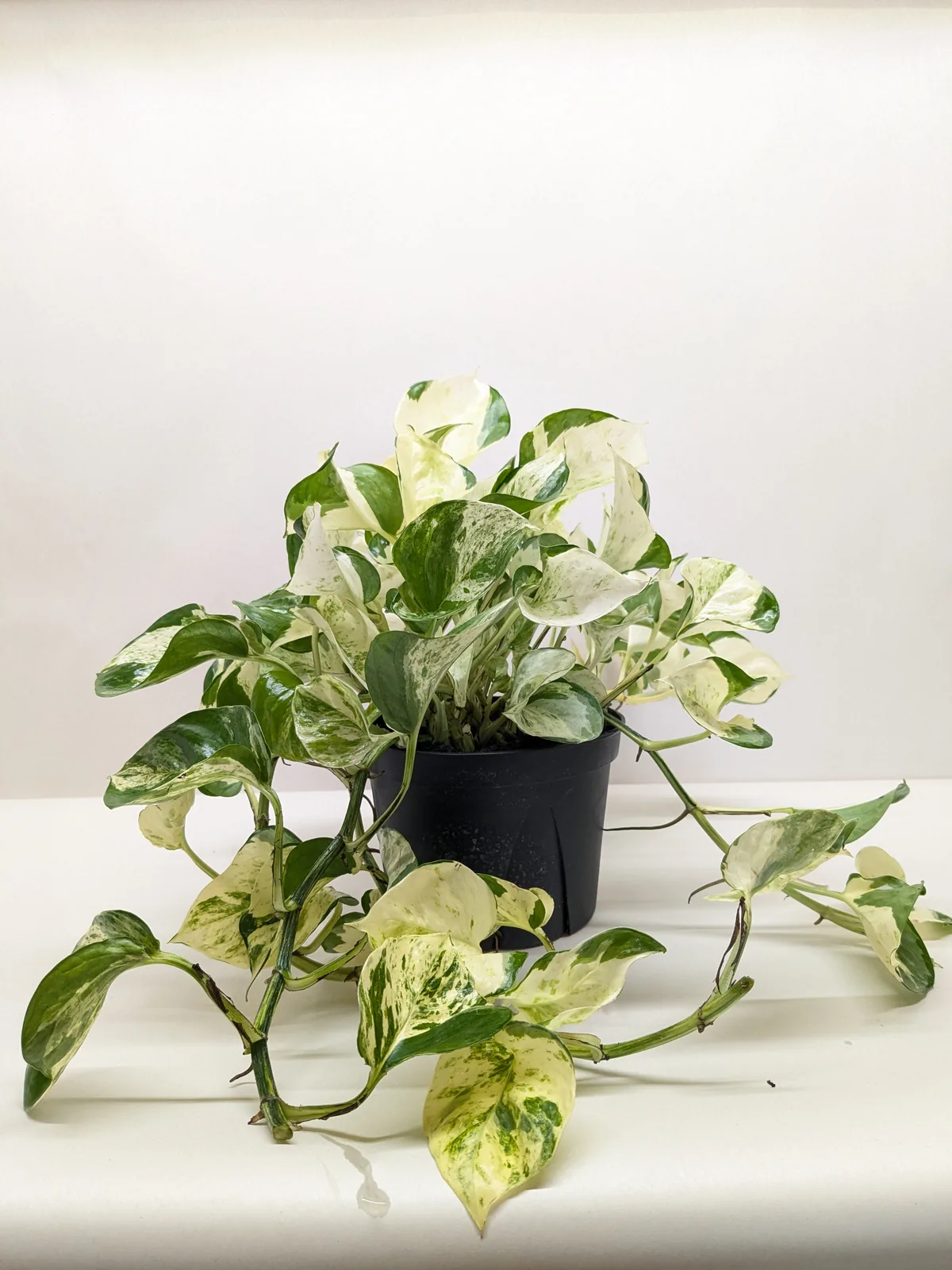 Pothos 