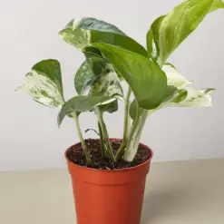 Pothos 'Manjula' — additional view