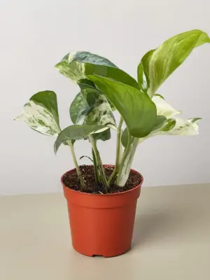 Pothos 'Manjula' — additional view