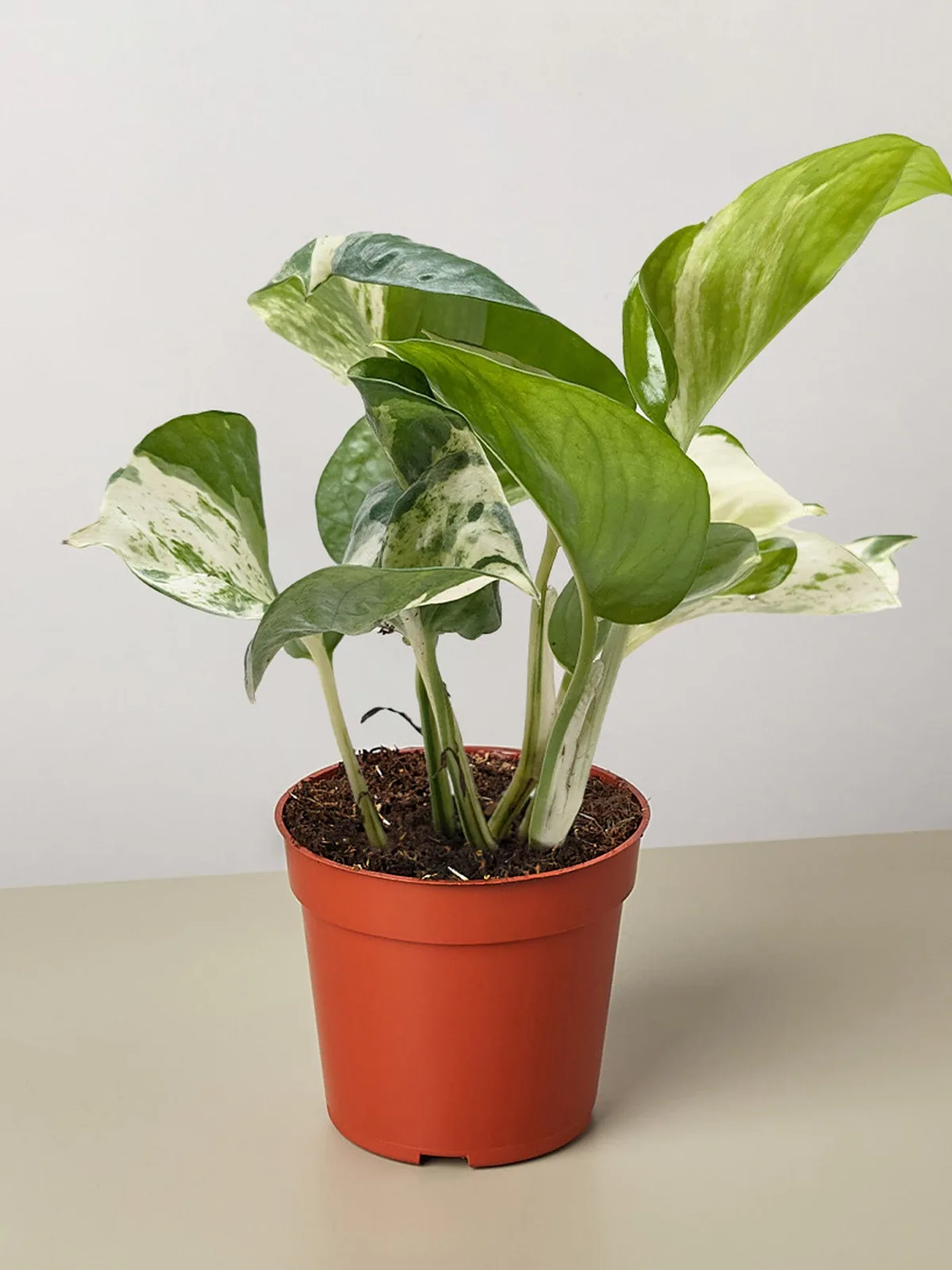 Pothos 