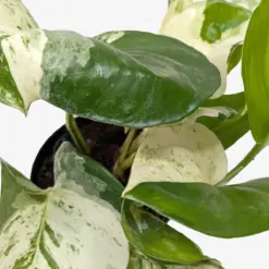 Pothos 'Manjula' — additional view