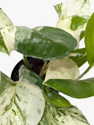 Pothos 'Manjula' — additional view