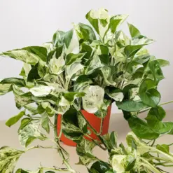Pothos 'Manjula' — additional view