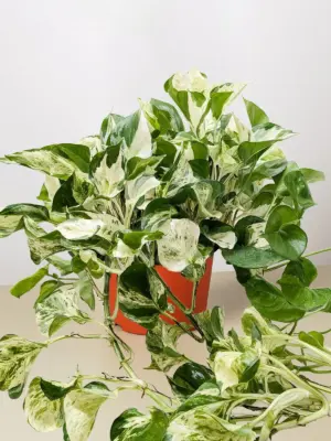 Pothos 'Manjula' — additional view
