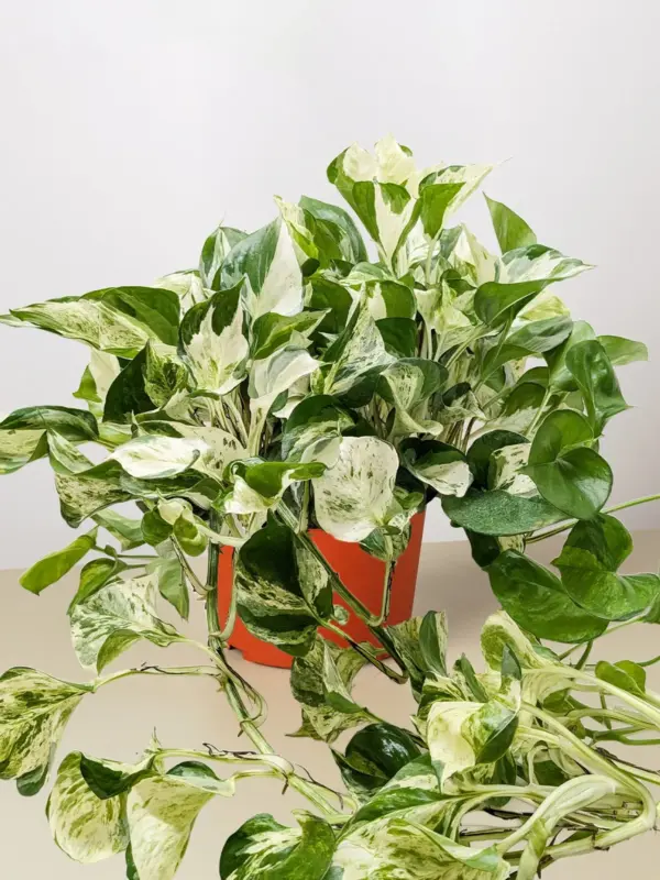 Pothos 'Manjula' — additional view