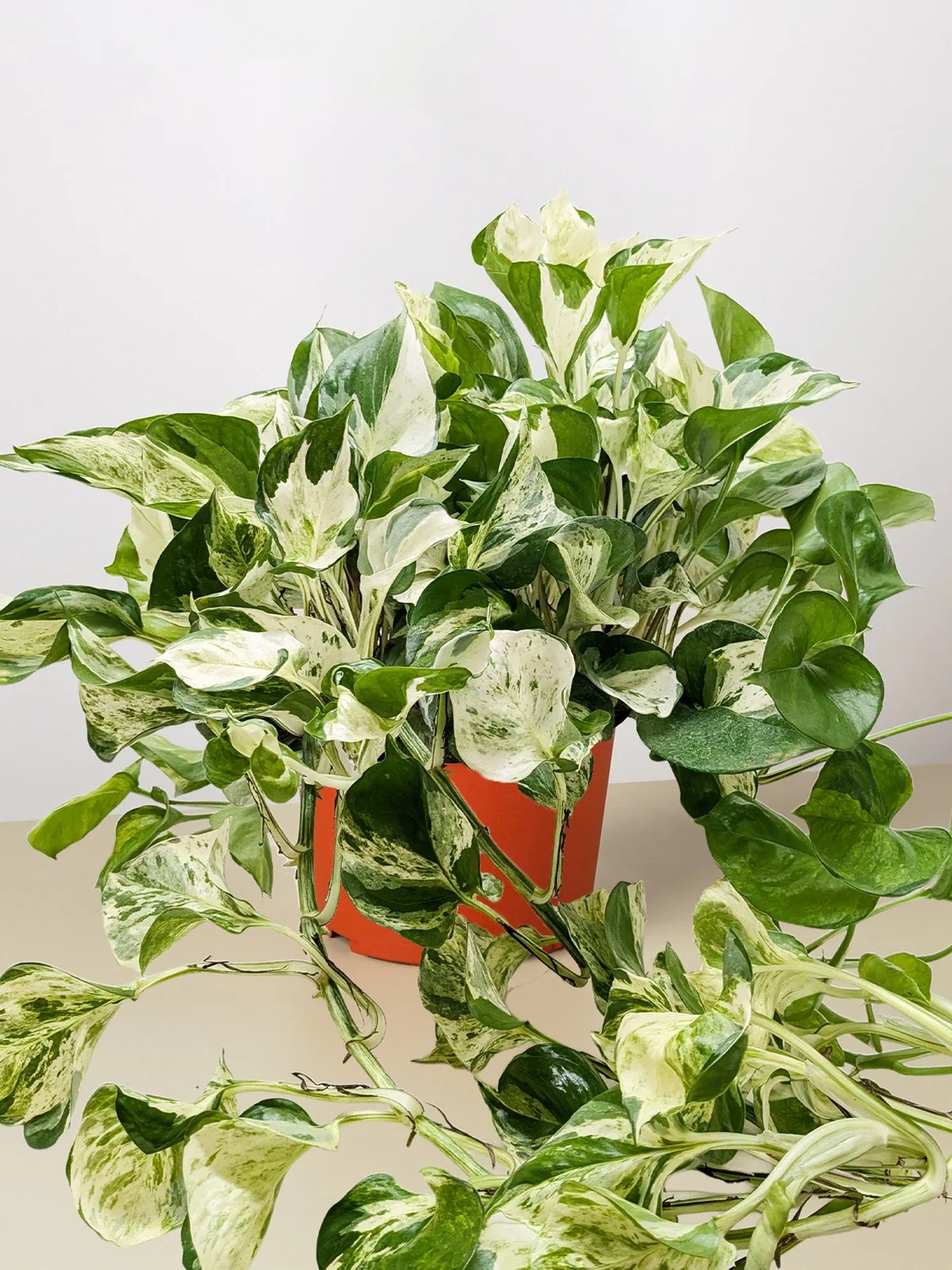 Pothos 