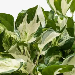 Pothos 'Manjula' — additional view